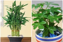 5 loại cây phong thủy hút tài lộc vào nhà "như nước lũ"