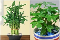 View - 4 loại hoa trồng dễ hơn gừng bonsai | Báo Tri thức và Cuộc sống - TIN TỨC PHỔ BIẾN KIẾN THỨC 24H