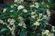 3 loại cây trồng trong sân nhà như "nam châm hút lộc" 