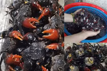 Đặc sản cáy mật vào mùa, giá tới 220.000 đồng/kg vẫn hút khách