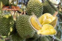 INFOGRAPHICS: Xuất khẩu sầu riêng giảm 5 tháng liên tiếp