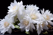 Loài hoa đắt nhất hành tinh có gì đặc biệt? 