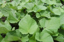 Loại rau xưa cho lợn ăn, sang nước ngoài hơn 1 triệu đồng/kg