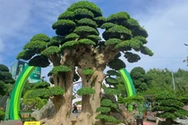 Chiêm ngưỡng "cụ" duối đại gia trả 23 tỷ chủ không bán