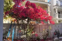 Ngôi nhà của cố ca sĩ Phi Nhung tại Mỹ giờ ra sao? 