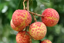 18 quả vải giá 1 triệu đồng gây sốt có gì đặc biệt?