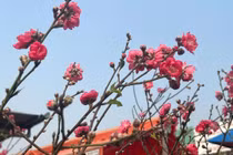 Vài trăm nghìn đồng một cành đào chơi Tết sớm 