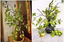 Vừa đến mùa, cành quả thị đã "gây sốt" chợ mạng 