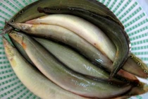 Lộc trời "ẩn trong bùn đất" xưa nhà nghèo ăn, nay 350.000 đồng/kg