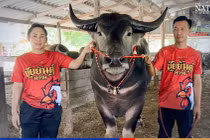 Con trâu khủng khiến đại gia vác 4,5 tỷ mua tại chỗ