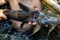 Loại cá tiến vua hơn nửa triệu đồng/kg vẫn "cháy hàng" 