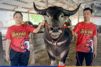 Con trâu khủng khiến đại gia vác 4,5 tỷ mua tại chỗ