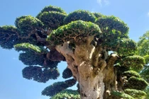 Cây duối đắt nhất Việt Nam có gì đặc biệt?