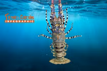 [INFOGRAPHIC] Xuất khẩu tôm hùm tăng kỷ lục 