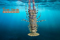 [INFOGRAPHIC] Xuất khẩu tôm hùm tăng kỷ lục 