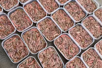 Đặc sản nhìn 'khiếp vía' giá nửa triệu đồng/kg vẫn đắt khách 