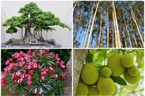 4 loại cây nguy hiểm không nên trồng sát nhà 