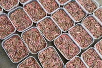 Đặc sản nhìn 'khiếp vía' giá nửa triệu đồng/kg vẫn đắt khách 