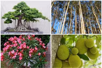 4 loại cây nguy hiểm không nên trồng sát nhà 