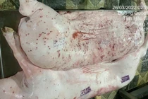 Xôn xao Công ty C.P Việt Nam sử dụng lợn bệnh để chế biến