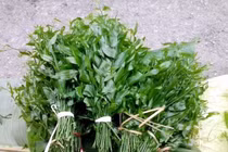 Tận thấy loại rau rừng 150.000 đồng/kg vẫn "cháy hàng"