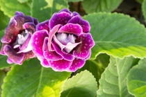 4 loại hoa trồng dễ hơn gừng bonsai