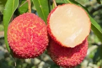 Vải thiều 700.000 đồng/kg đổ bộ chợ Việt có gì đặc biệt?