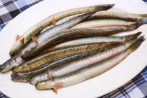 Loại cá "nhà nghèo" hóa đặc sản hơn nửa triệu đồng/kg