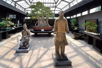 Top 5 cây bonsai lâu đời nhất thế giới 