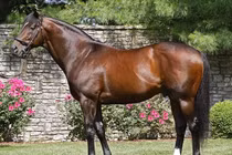 Bí mật đằng sau sự đắt đỏ của chú ngựa giá gần 1.000 tỷ đồng