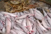 Loài cá 'mềm như cháo' 1 triệu đồng/kg 'cháy hàng' ngày đầu năm 