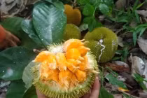 Mít "tí hon" 70.000 đồng/kg gây sốt chợ mạng