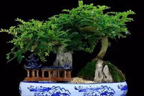 3 loại cây hút lộc nhà giàu chuộng trồng trong nhà 