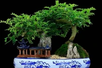 3 loại cây hút lộc nhà giàu chuộng trồng trong nhà 