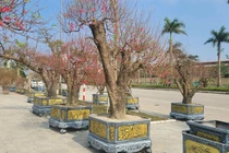 Đào cổ thụ sẵn sàng phục vụ khách chơi Tết Bính Ngọ 2026