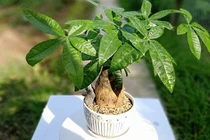 6 loại cây cảnh trồng trong nhà 'gọi' vận may đầu năm mới