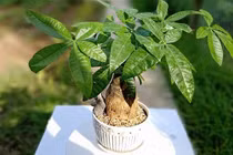 6 loại cây cảnh trồng trong nhà 'gọi' vận may đầu năm mới