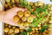 Quả mọc hoang dại 'lên đời' thành đặc sản nửa triệu đồng/kg 