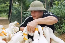 Nông trại Quảng Bình thu hút du khách với dịch vụ massage vịt lạ mắt