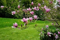 3 cây trồng trong sân "kéo vàng ngọc" cho gia chủ 