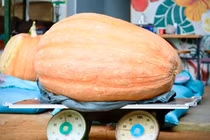Những loại quả khổng lồ trồng tại Việt Nam gây xôn xao thị trường 