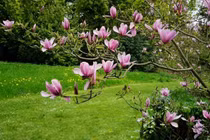 3 cây trồng trong sân "kéo vàng ngọc" cho gia chủ 