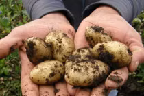 Điều ít biết về giống khoai tây gần 30 triệu đồng/kg