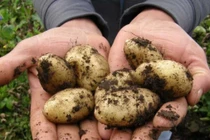 Điều ít biết về giống khoai tây gần 30 triệu đồng/kg