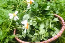 Rau mọc hoang không ai hái bỗng hóa đặc sản giá "cao vút"