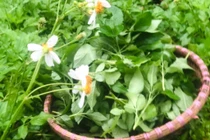 Rau mọc hoang không ai hái bỗng hóa đặc sản giá "cao vút"