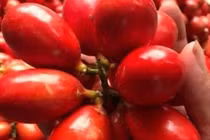 Quả dại xưa rụng đầy gốc, nay dân chi tiền triệu lùng mua