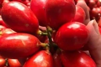 Quả dại xưa rụng đầy gốc, nay dân chi tiền triệu lùng mua