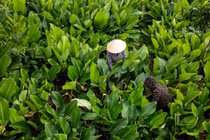 Thủ phủ lá dong lớn nhất Hà Nội tất bật vào vụ Tết