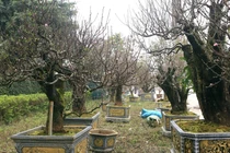 Đào cổ thụ giá thuê trăm triệu hút khách chơi Tết Bính Ngọ 2026